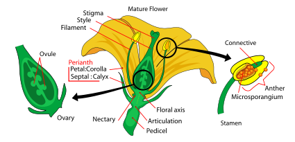 Flower Anatomy